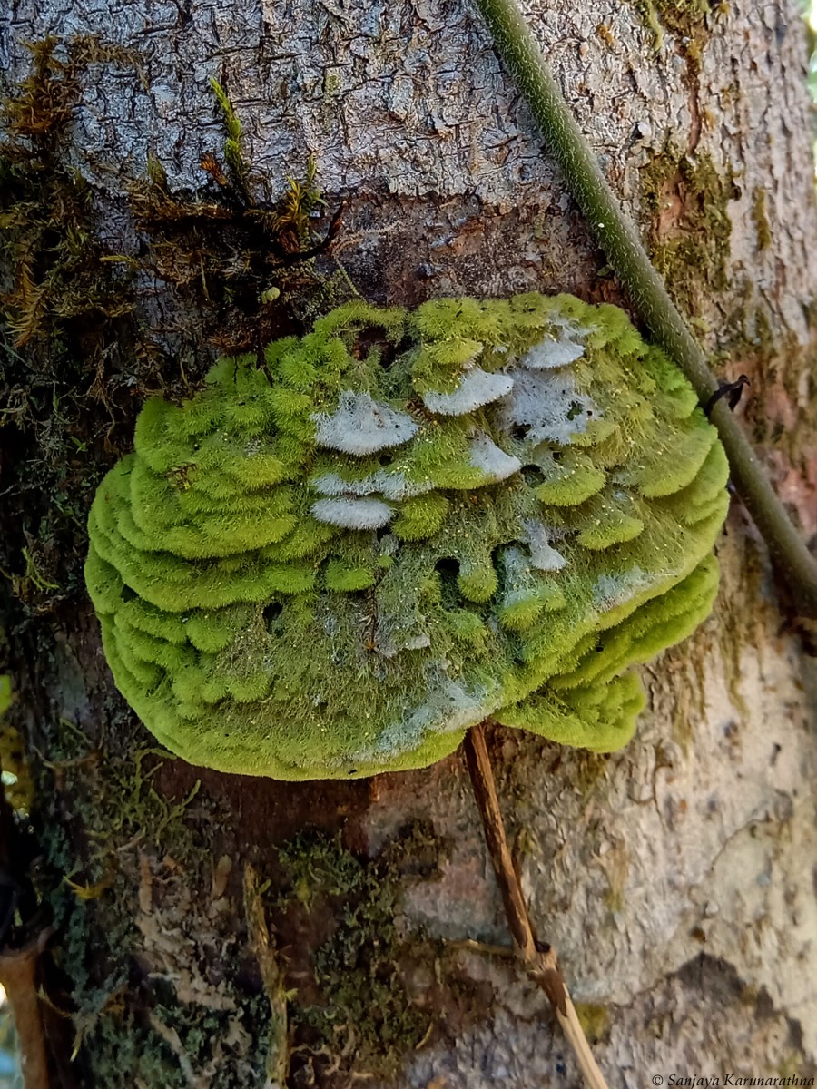 Coenogoniaceae